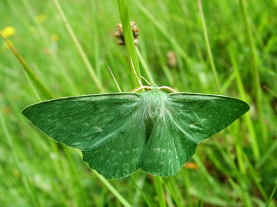 Large Emerald